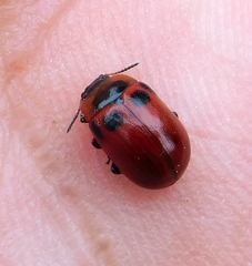 Gonioctena viminalis