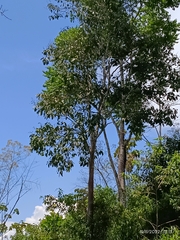 Erythrina poeppigiana