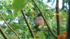 Pachyramphus aglaiae