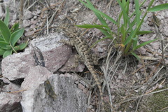 Sceloporus
