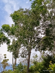 Erythrina poeppigiana