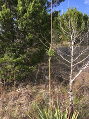 Yucca pallida