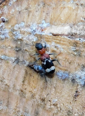 Thanasimus formicarius