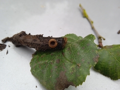 Rutstroemia alni