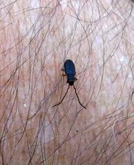 Uleiota planata