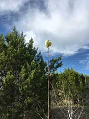 Yucca pallida