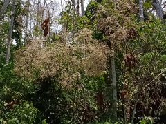 Heliocarpus americanus