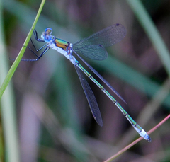 Lestes sponsa
