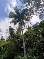 Bactris gasipaes