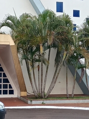 Dypsis lutescens