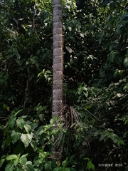 Bactris gasipaes