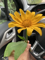 Tithonia diversifolia