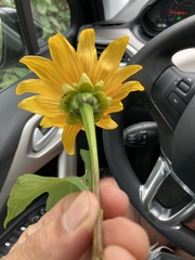 Tithonia diversifolia