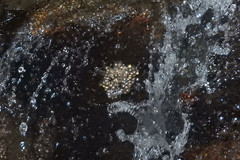 Amolops hongkongensis