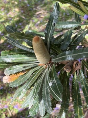 Banksia aemula