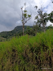 Erythrina poeppigiana