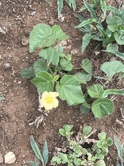Abutilon sonneratianum