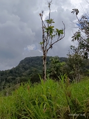 Erythrina poeppigiana