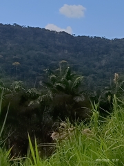 Oenocarpus