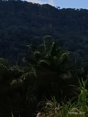 Oenocarpus
