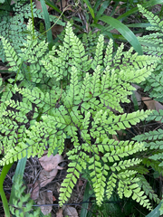 Adiantum formosum