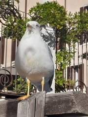 Larus michahellis