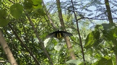 Troides aeacus