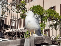 Larus michahellis