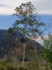 Cecropia obtusifolia