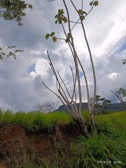 Vasconcellea pubescens