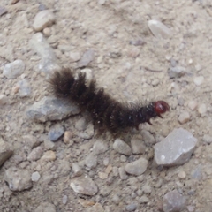 Arctiinae