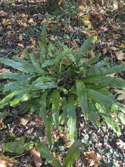 Asplenium scolopendrium scolopendrium