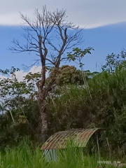 Schizolobium parahyba