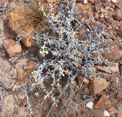 Helichrysum cylindriflorum