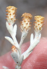 Helichrysum cylindriflorum