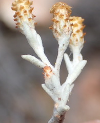 Helichrysum cylindriflorum