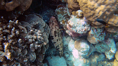 Epinephelus polyphekadion