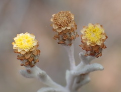 Helichrysum cylindriflorum