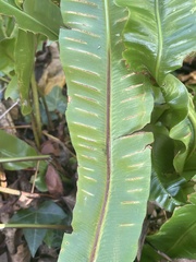 Asplenium scolopendrium scolopendrium