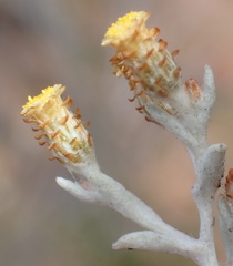 Helichrysum cylindriflorum