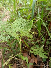 Piper umbellatum