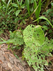 Piper umbellatum