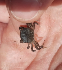 Hemigrapsus crenulatus