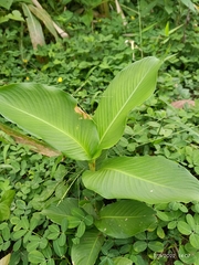 Canna indica