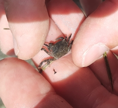 Hemigrapsus crenulatus