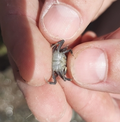 Hemigrapsus crenulatus