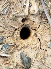 Ptilothrix bombiformis