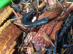 Batrachoseps wrighti