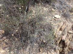 Pteronia membranacea