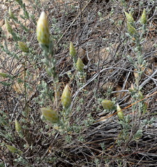 Pteronia membranacea